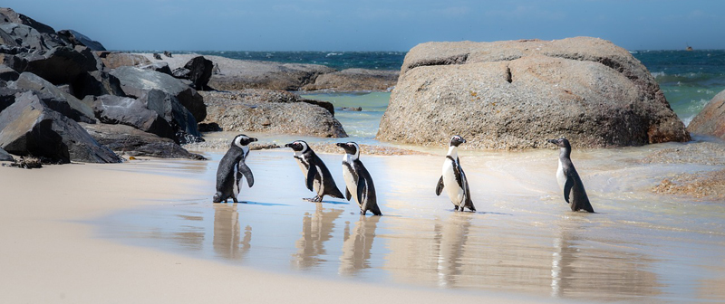 RPA Simons Town plaża | BP Gryf